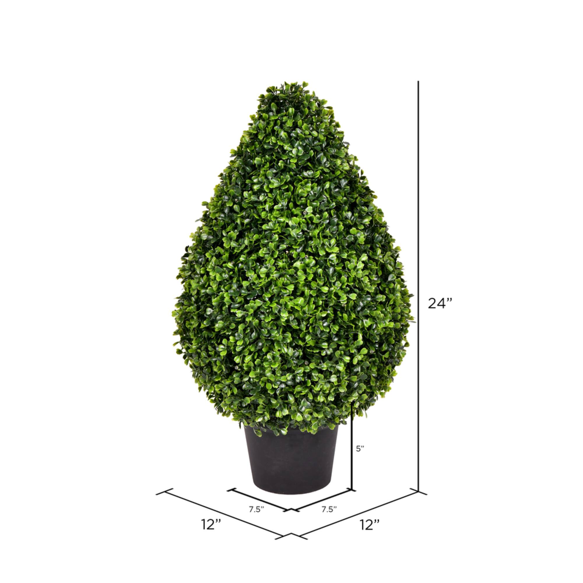 2ft. Potted Boxwood Teardrop Shaped Bush